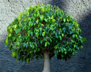 Черногорские оперативники нашли похитительницу фикусов. Ей грозит до 2 лет