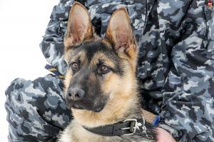 В Абакане служебная собака вывела полицейских на след грабителей