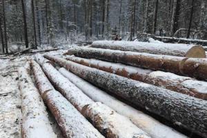 В Хакасии сельский житель выплатит больше миллиона за незаконную вырубку леса