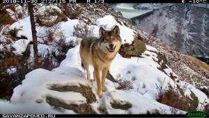 «Улыбающийся волк» принёс победу Саяно-Шушенскому заповеднику 
