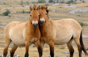 Двум жеребятам лошади Пржевальского, которые отправятся в Хакасию, дали имена (ФОТО)