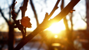 Среда станет самым тёплым днём на этой неделе