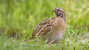 В Абакане погибли 140 перепелов