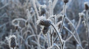В Хакасии ожидаются первые заморозки