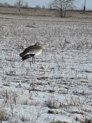 В Хакасии заметили краснокнижную дрофу