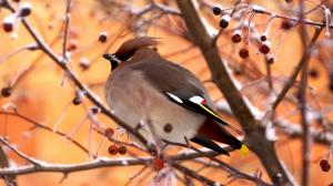 В «Шушенском бору» замечена птица, увидеть которую в прошлых веках считалось плохой приметой