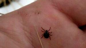В Хакасии зарегистрирован первый в 2021 году случай нападения клеща
