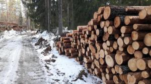 Лесничий из Таштыпского района получил взятку в виде 10 м³ древесины