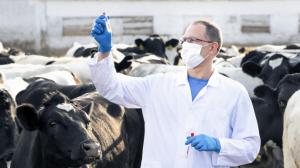 В Хакасии стартовала весенняя кампания по плановой обработке скота