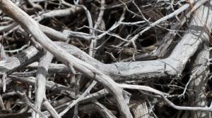 Близ Абакана открылся карьер для утилизации растительных отходов