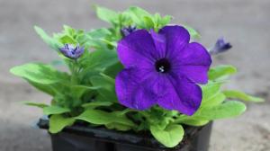 Саженцы сомнительного происхождения сняли с продажи в Абакане