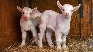 Фермеры Хакасии получат деньги за ягнят