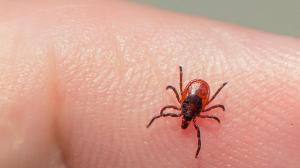 45 жителей Хакасии пострадали от укусов клещей. Половина – дети