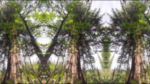 753-летняя сосна, растущая в Хакасии, может стать Главным деревом страны