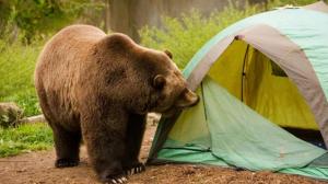 Медведи всё чаще стали выходить из лесов в Хакасии