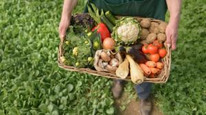 Не отходя от грядки: фермерам разрешат продавать продукты на их участках