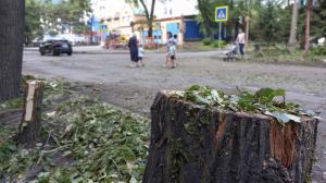 На улице Вяткина в Абакане начали пропадать деревья