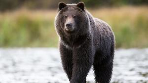 Медведь напал на группу туристов в природном парке «Ергаки»