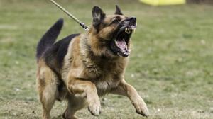 Жительница Хакасии привязала собаку к опоре ЛЭП, чтобы энергетики не сняли электросчетчик за долги