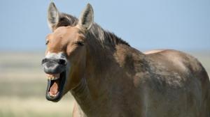 Заповедник Хакасский готовится к старту большого проекта по разведению лошади Пржевальского