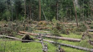 Леса Хакасии чистят от ветровала