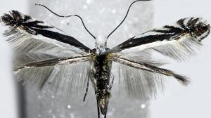 Новый вид насекомого открыли в Хакасии 