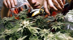 Житель Усть-Абаканского района выращивал коноплю в своей квартире