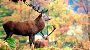 Действия браконьеров нанесли ущерб животному миру Хакасии на 650 тысяч рублей