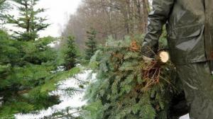 Жителя Аскизского района оштрафовали на 150 тысяч рублей за незаконную вырубку деревьев