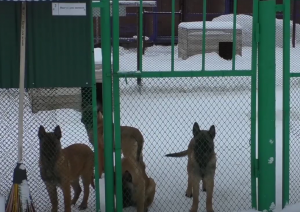 10 щенков бельгийской овчарки отправились на службу в Хакасию