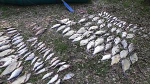 Срок до двух лет может получить браконьер за 190 рыб