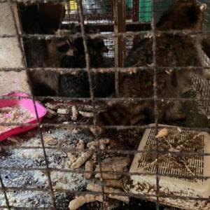 Диких животных содержат в антисанитарных условиях в Абакане