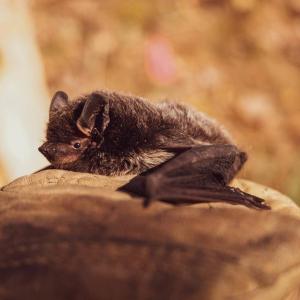 В ЮАР обнаружен новый вид коронавируса