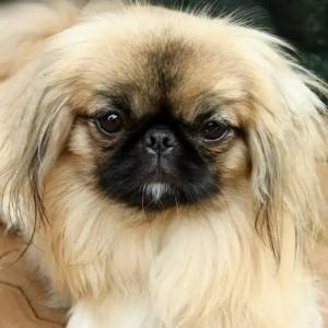 Новорожденный ребёнок получил травму головы от укуса пекинеса в Красноярском крае