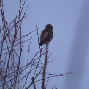Краснокнижного сыча обнаружили на территории заповедника "Хакасский"