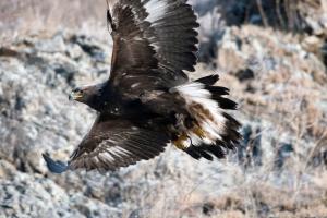 Международный день птиц отмечают в Саяно-Шушенском заповеднике
