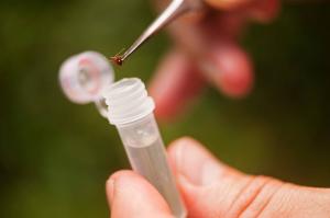 Первый случай заболевания клещевым энцефалитом произошёл в Хакасии в этом году