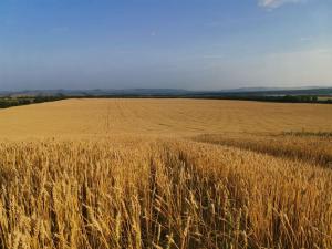 Хакасия увеличивает посевные площади