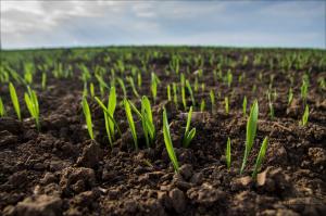 В Хакасии посеяно почти 30 тысяч га зерновых