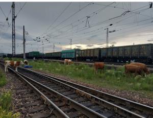 Коровы вышли на железнодорожные пути в Хакасии
