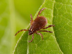 184 человека пострадали от укусов клещей за неделю в Хакасии