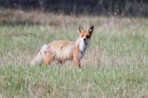 Лисица, косуля, волк, кабан и трясогузки: инспекторы рассказали об обитателях Саяно-Шушенского заповедника