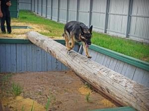 Кинологи Росгвардии показали, что умеют служебные собаки