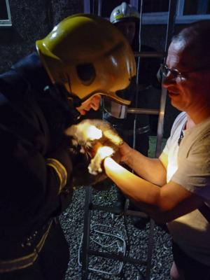 Ночью пожарные спасли котёнка в Абакане