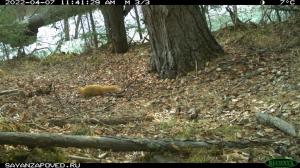 Редкий зверёк попал в объектив фоторегистратора Саяно-Шушенского заповедника