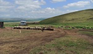 В Хакасии набирает обороты кампания по стрижке овец