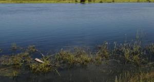 Абаканский пляж оказался опасным для здоровья