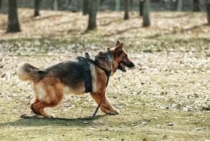 Служебная собака нашла наркотики в доме у черногорца