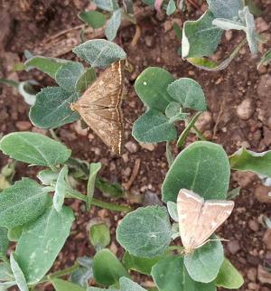 Опасные вредители угрожают растениям в Хакасии