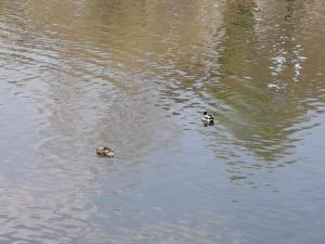 Очаг хламидиоза птиц выявили в Абакане